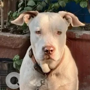 A White Dogo Argentino Dog Found from CR Park
