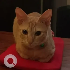 A Orange Generic Cat Missing from RC Mansion, Srinivass Nilaya