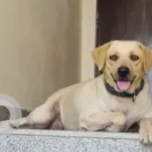 A White Labrador Dog Missing from Hyderabad