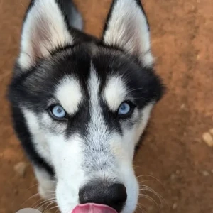 A Black and White Husky Dog Missing from Mullahalli Village, Kolar