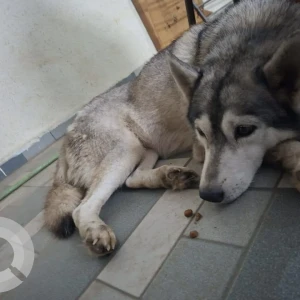 A White and Grey Husky Dog Found from Chikhali Patilnagar-3