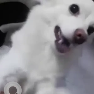 A White Pomeranian Dog Missing from PM Palem Sankethika College area-2