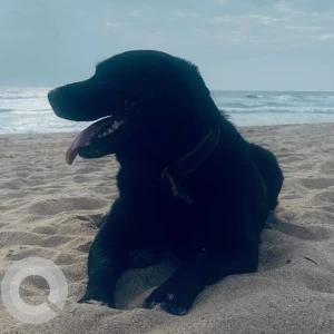 A Black Labrador Dog Missing from Umta Vaddo, Calangute-2