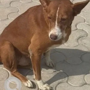 A Black and Brown Indie Dog Missing from Apex Athena, Sector 75-2