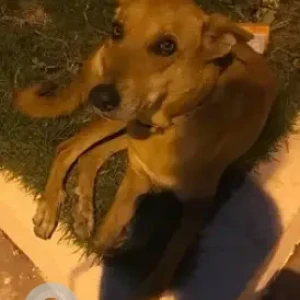 A Brown Indie Dog Missing from 8th Main Road, Near KIA showroom, Kalyananagar-2