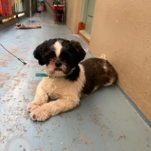 A Black and White Shih Tzu Dog Missing from TC Palya near St Anthony's church