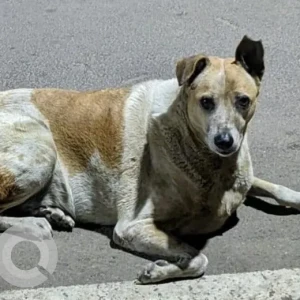 A White-Brown Mix Indie Dog Missing from Paduvarahalli or Jayalakshmipuram