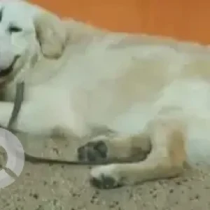 A Light Brown Golden Retriever Dog Found from Banashankari 2nd Stage-2