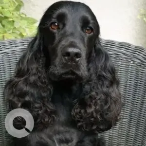 A Black Cocker Spaniel Dog Missing from Old MIG, BHEL Township