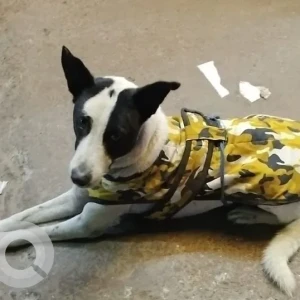 A Black and White Indie Dog Missing from Malviya Nagar Gol Chakkar