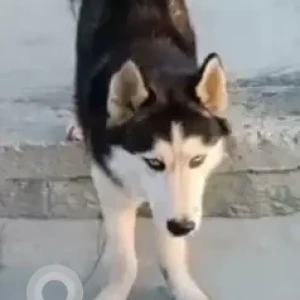 A Black and White Husky Dog Found from Sadhana Layout-2