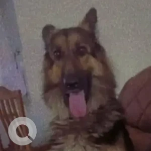 A Black and Brown German Shepherd Dog Missing from BN Reddy Nagar, Hyderabad