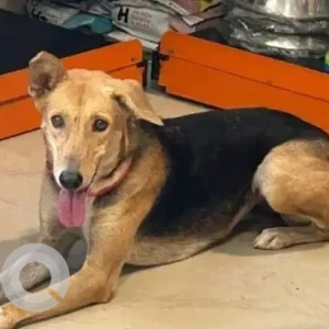 A Black and Brown Indie Dog Missing from Life Clinic Sector 46