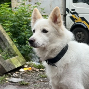 A White Pomeranian Dog Missing from Karishma area, Kothrud