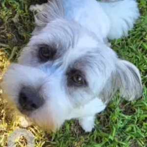 A White and Grey Terrier Mix Dog Missing from School St & Maplewood St.