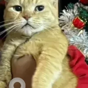 A Grey Ginger cat Cat Missing from Royal Residency Layout, Arekere