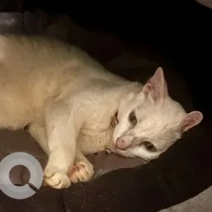 A White Persian Cat Missing from Anjuna