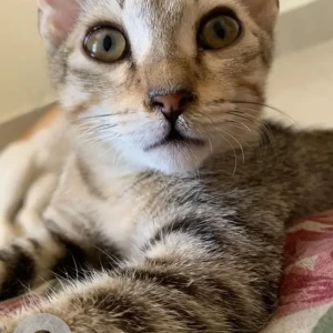 A Black and Brown Tabby Cat Missing from Greater Hyderabad Municipal Corporation Central Zone, Hyderabad