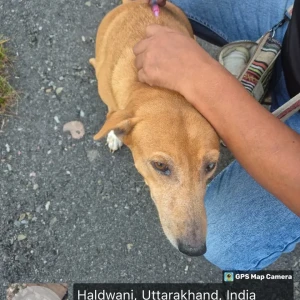 Rabies vaccination-91