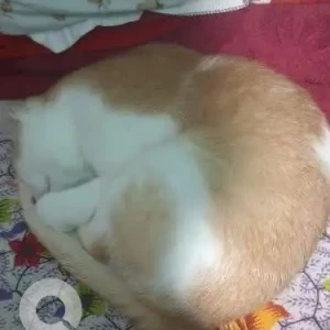 A White-Brown Mix Indie Cat Missing from Deorali Veterinary Clinic-3