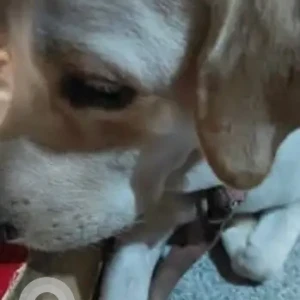 A White Labrador Dog Missing from Kamakshipalya, Bengaluru-3