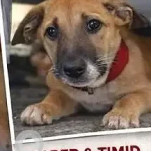 A Brown Indie Dog Missing from Golden Orchids Apartment-2