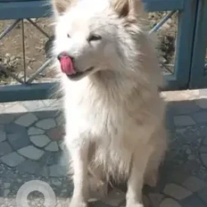 A White Japanese Spitz Dog Found from Sanagaon, Lalitpur