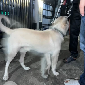 A White Indie Dog Found from Preet Vihar