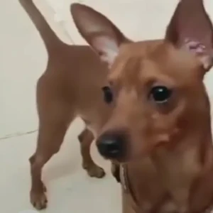 A Brown Miniature Pincher Dog Missing from Bengaluru-3