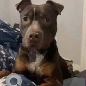 A White-Brown Mix Bull terrier Dog Missing from Dressr St/Franklin St