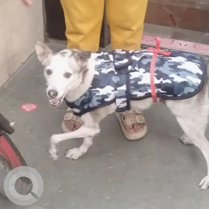 A Black and White Indie Dog Missing from Pocket 5 Mayur Vihar phase-1