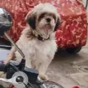 A White-Brown Mix Shih Tzu Dog Missing from Manjula enclave road, Chikkabidarakallu-4
