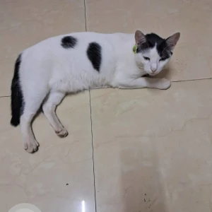 A Black and White Calico Cat Missing from Miramar, Panaji-2