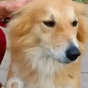 A White-Brown Mix Pomeranian mix Dog Missing from Simon Bolivar Marg, Mahaveer Vanasthali Park