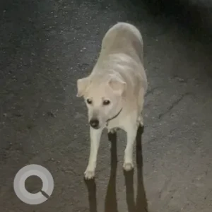 A White Indie Dog Missing from Gandhi nagar, Adyar-2