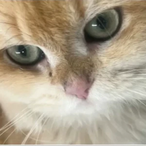 A White-Brown Mix Domestic Shorthair Cat Found from Al Rawdha