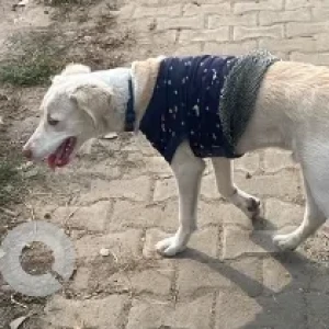 A White Indie Dog Found from Kargil Chowk