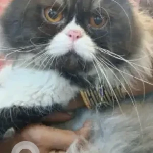 A Black and White Persian Cat Found from Pallikaranai, Chennai