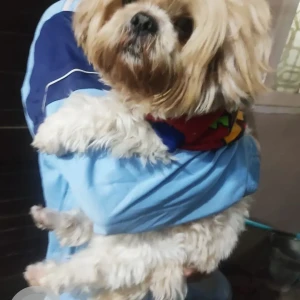 A White-Brown Mix Shih Tzu Dog Found from Holy Chowk, Raju Park-2