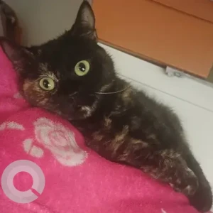 A Black Domestic Shorthair Cat Missing from Life Pharmacy Building, Same Building (Manila Supermarket) Electra Street-2