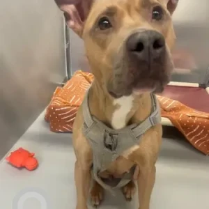 A White-Brown Mix Pitbull Mix Dog Found from Blue Hill Ave near Franklin Park, Dorchester