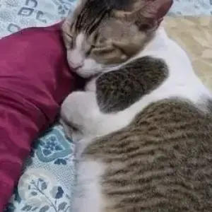 A Grey-White Mix Indie Cat Missing from MSEB colony, Santacruz-3