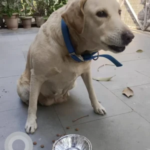 A Light Brown labrador Dog Found from Dhaka, Mukherjee Nagar