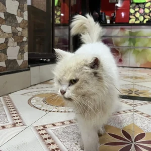 A White-Brown Mix Persian Cat Found from Pune