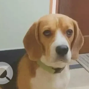 A White-Brown Mix Beagle Dog Missing from Animal Health Vet Clinic, Nallagandla