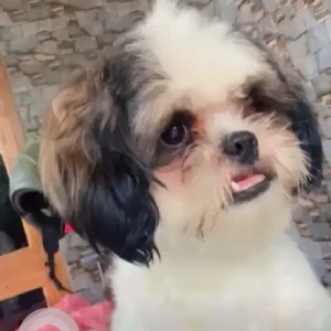 A White-Brown Mix Shih Tzu Dog Missing from Hyderabad
