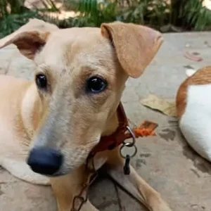 A White-Brown Mix Indie Dog Missing from Siolim, near Domino's Pizza-2
