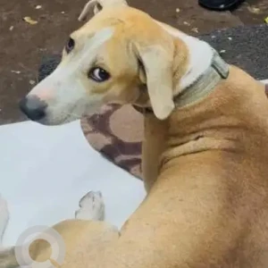 A White-Brown Mix Indie Dog Missing from Pillayar Kovil, Teynampet-2