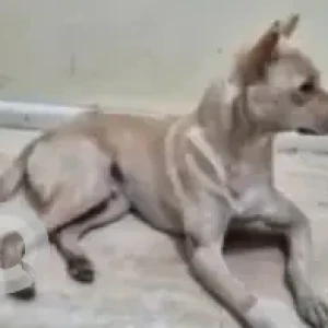 A White-Brown Mix Indie Dog Missing from Basavanagudi, Bengaluru-2