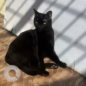 A Black Indie Cat Missing from Niva Medical Clinic, HSR Layout Sector 1-2